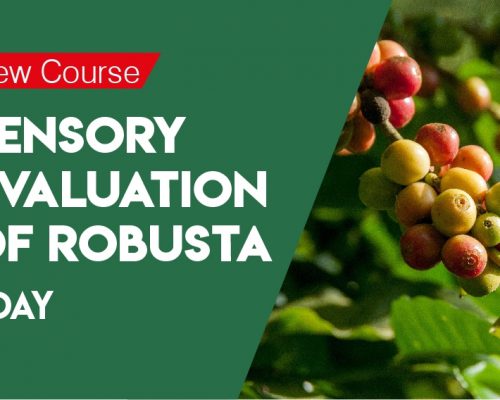 Sensory Evaluation of Robusta